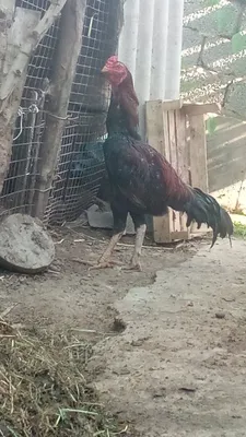 Продаётся дакан, цена 1