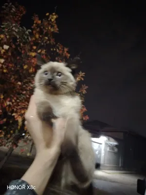Сиамская кошечка, 6 месяцев