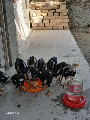 Kulangi bolalari sotiladi 1