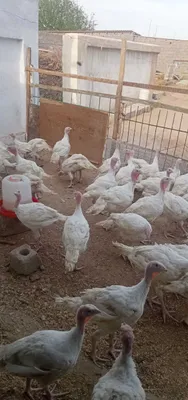 Куркалар сотилади