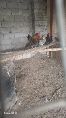 Yapon tovuqlar sotiladi 1