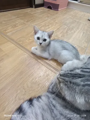 ШОТЛАНДСКИЙ СТРАЙТ 1
