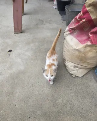 Котёнок отдаётся бесплатно, только ответственному человеку 1