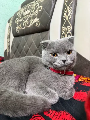 Кот 1