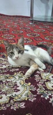 Подарок!!! Девочка-котёнок 1