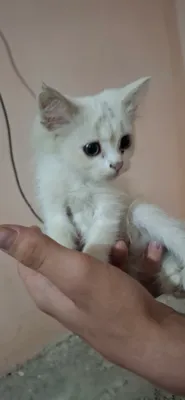Продаётся породистая кошка 1