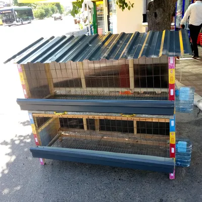 Elitni uylaga Tovuq ini 1