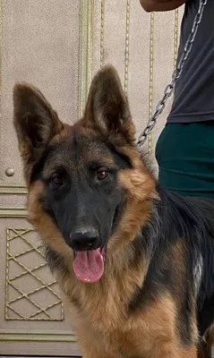 Nemetskaya ovcharka 6 oylik erkak 1
