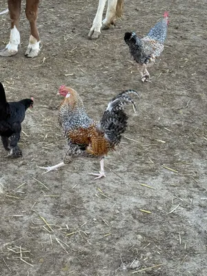Продаются здоровые петухи 1