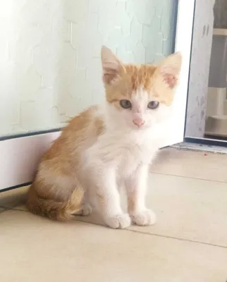 Отдам котенка в добрые руки 1