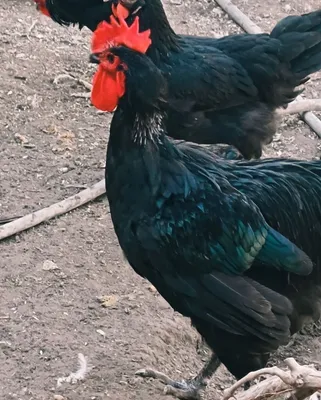 Продаются петухи 1