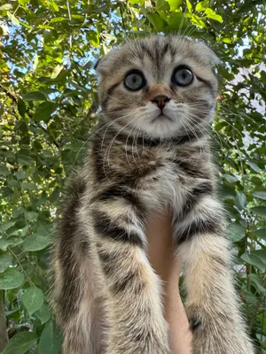 Продаётся котёнок породы скоттиш-фолд! 1