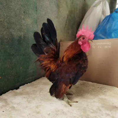 Serama xorozcha sotiladi yosh xoroz mayda narsa 1