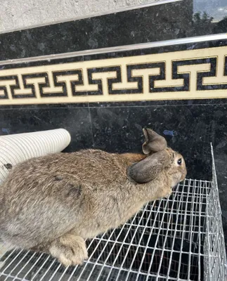 Самка, 1 марта ещё не рожала 1