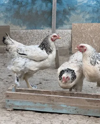 Продаются куры по 100 тысяч сумов, 4 штуки, несутся, здоровые 1