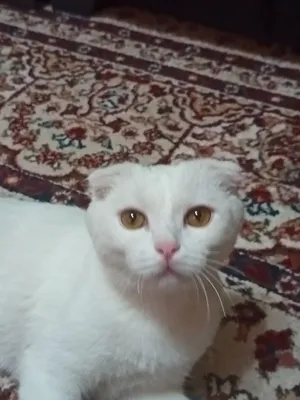 Aletta Okean porno sahna ortida Klonidin boyicha qiz porno video