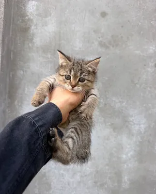 Продаётся кошка 1