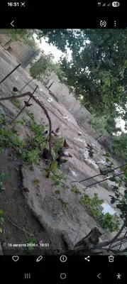 Linda g‘ozlari, parrandalar 1