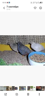 Raspisnoy Hitoy bedanalari tuhumi bor 1