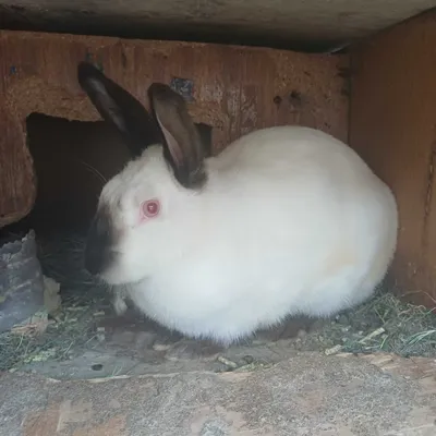 Домашний кролик quyon 1