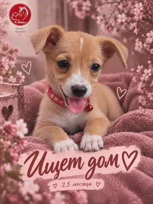 Mirindaga eng yaxshi oilani sovg‘a qiling 1
