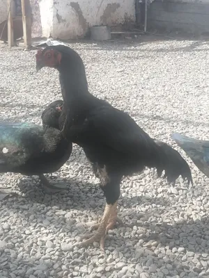 dakan xo'roz sotiladi 1 yarim yosh yirik 1