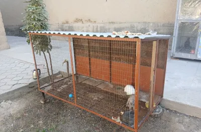 Катак сотилади размер 2 /1 нархи 100 $ 1