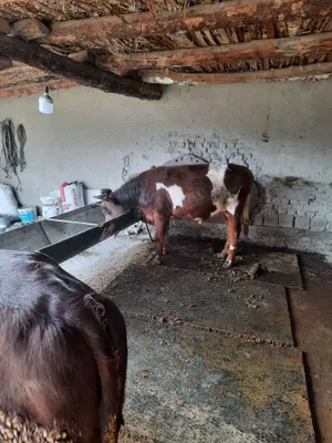 Продаются быки 1