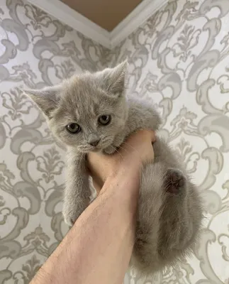 Кошка скотшид страйт 1