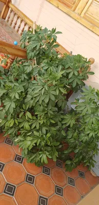 Продаются многолетние цветы 1