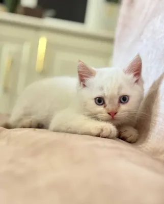 Shinchilla mushukchasi 1