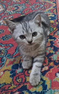 Продам котиков.4 штук.3 мальчика и одна девочка. 1