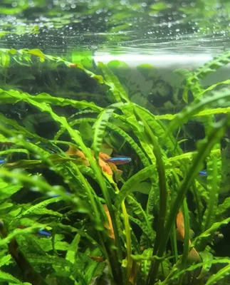 Spiralsimon kriptokorina Cryptocoryne spiralis) 1