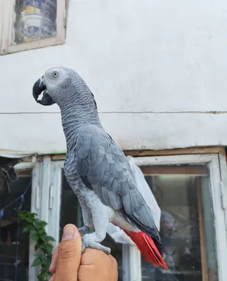 Jako 8 yosh nar sotiladi ruchnoy gapradi gapi kop parlawka tayor qush