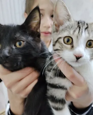 Котёнок 2 месяца