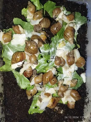 achatina salyangozlari 1