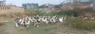 Пекин урдаклари 150000 1