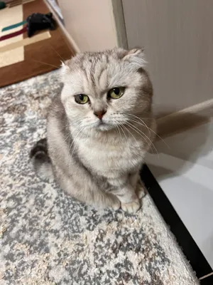 Scottish Fold mushugi 1