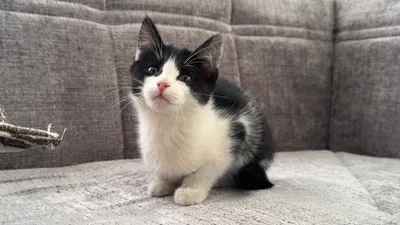 Котята по 2,5 месяца 1
