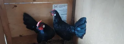 Bentam oq quloq joʻja xoʻrozlla sotiladi 2ta bor sogʻlom 1
