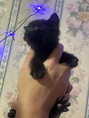 Отдаю котенка в добрые руки 1