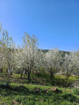 KUMUSHKONDA Yer sotiladi srochna 1