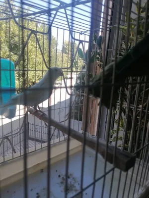 Продаётся самец кореллы 1