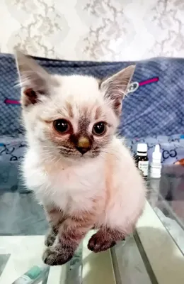 Erotik yosh gozal Brazzers onlayn porno