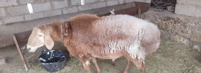 Продаётся племенной баран, 3 года. Адрес: Каганский район 1