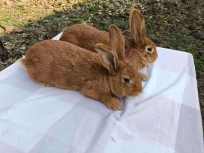 PADARKALAGA I BOQISHGA BURGUNIDYA QUUYNLARI 1