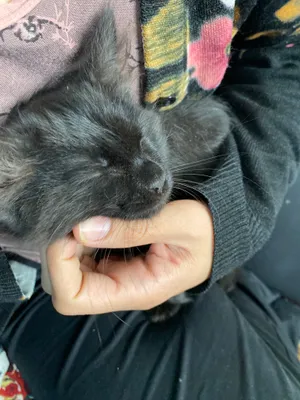 Bloodrayne oyinidan erotik fon rasmi