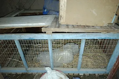 Katak sotiladi, tovuq, quyon, kurka va boshqa uy hayvonlari uchun 1