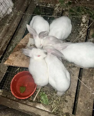 Quyonchalar va ona quyonlar 1