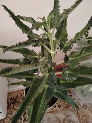 dorivor gul 1